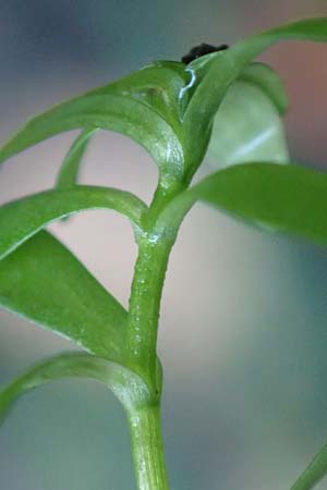 Callitriche platycarpa \ Breitfr�chtiger Wasserstern / Various-Leaved Water Starwort, D Zaberfeld-Leonbronn 4.10.2018