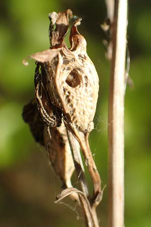 Campanula persicifolia \ Pfirsichbl�ttrige Glockenblume / Peachleaf Bellflower, D Odenwald, Reichelsheim 12.10.2018
