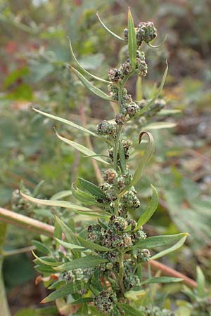 Chenopodium album \ Wei�er G�nsefu�, Wilde Melde / Fat Hen, D Biblis 20.10.2018