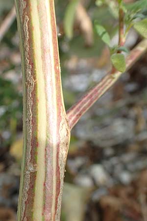 Chenopodium album \ Wei�er G�nsefu�, Wilde Melde / Fat Hen, D Biblis 20.10.2018