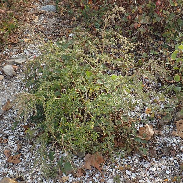 Chenopodium album \ Wei�er G�nsefu�, Wilde Melde / Fat Hen, D Biblis 20.10.2018