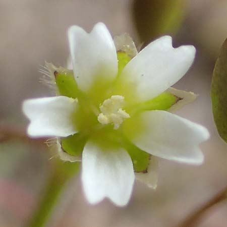 Cerastium pumilum \ Dunkles Hornkraut / Dark Mouse-Ear, D Hockenheim 12.4.2019