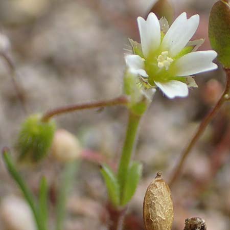 Cerastium pumilum \ Dunkles Hornkraut / Dark Mouse-Ear, D Hockenheim 12.4.2019
