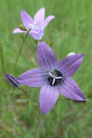 Campanula patula \ Wiesen-Glockenblume / Spreading Bellflower, D Odenwald, Grasellenbach 26.5.2019