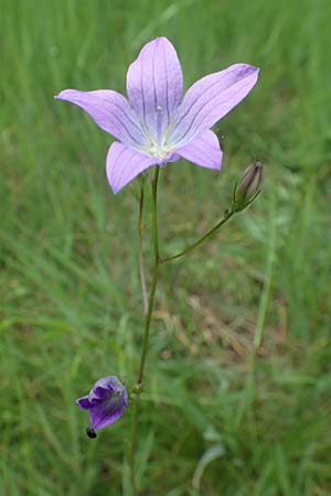 Campanula patula \ Wiesen-Glockenblume / Spreading Bellflower, D Odenwald, Grasellenbach 26.5.2019