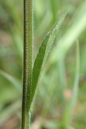 Campanula patula \ Wiesen-Glockenblume / Spreading Bellflower, D Odenwald, Grasellenbach 26.5.2019