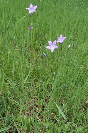 Campanula patula \ Wiesen-Glockenblume / Spreading Bellflower, D Odenwald, Grasellenbach 26.5.2019