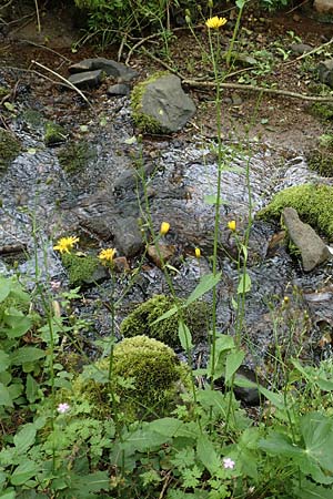 Crepis paludosa \ Sumpf-Pippau / Marsh Hawk's-Beard, D Sundern 14.6.2019