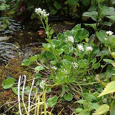 Cochlearia pyrenaica \ Pyren�en-L�ffelkraut / Roundfruit Scurvy-Grass, D Almequellen bei/near Brilon 15.6.2019