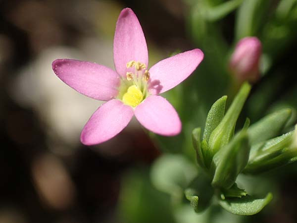 Centaurium pulchellum \ Kleines Tausendg�ldenkraut / Branched Centaury, D Weinheim an der Bergstra&szlig;e 25.6.2019