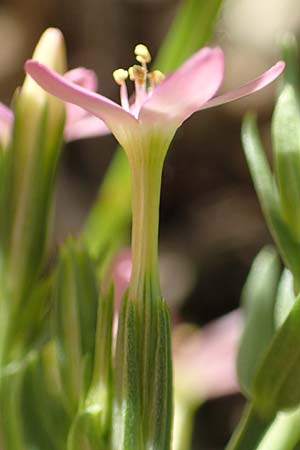Centaurium pulchellum \ Kleines Tausendg�ldenkraut / Branched Centaury, D Weinheim an der Bergstra&szlig;e 25.6.2019