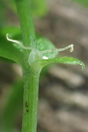 Callitriche platycarpa \ Breitfr�chtiger Wasserstern / Various-Leaved Water Starwort, D Zaberfeld-Leonbronn 13.9.2019