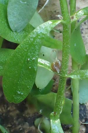 Callitriche platycarpa \ Breitfr�chtiger Wasserstern / Various-Leaved Water Starwort, D Zaberfeld-Leonbronn 13.9.2019