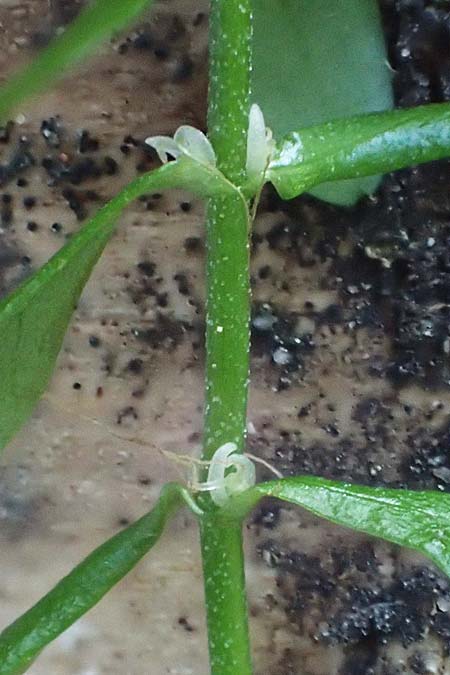 Callitriche platycarpa \ Breitfr�chtiger Wasserstern / Various-Leaved Water Starwort, D Zaberfeld-Leonbronn 13.9.2019
