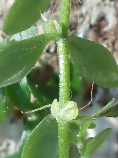 Callitriche platycarpa \ Breitfr�chtiger Wasserstern / Various-Leaved Water Starwort, D Zaberfeld-Leonbronn 13.9.2019