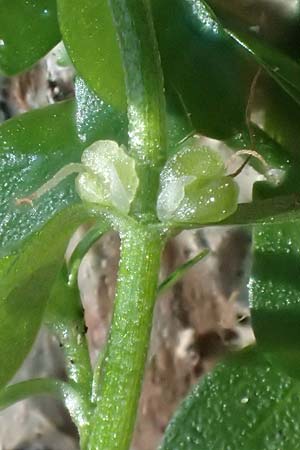 Callitriche platycarpa \ Breitfr�chtiger Wasserstern / Various-Leaved Water Starwort, D Zaberfeld-Leonbronn 13.9.2019