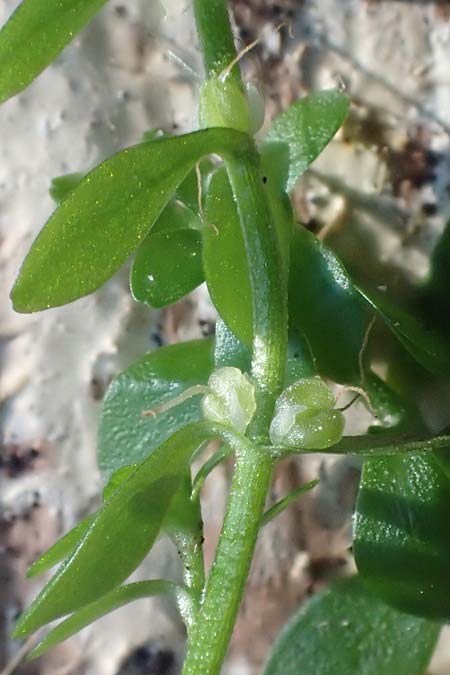 Callitriche platycarpa \ Breitfr�chtiger Wasserstern / Various-Leaved Water Starwort, D Zaberfeld-Leonbronn 13.9.2019