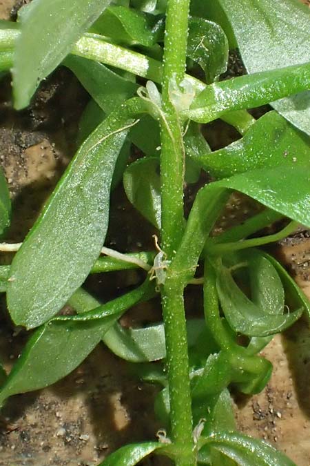 Callitriche platycarpa \ Breitfr�chtiger Wasserstern / Various-Leaved Water Starwort, D Zaberfeld-Leonbronn 13.9.2019
