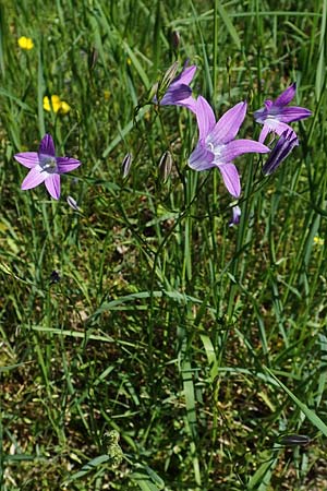Campanula patula \ Wiesen-Glockenblume / Spreading Bellflower, D Kollerinsel 6.5.2020