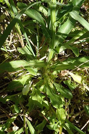 Campanula patula \ Wiesen-Glockenblume / Spreading Bellflower, D Kollerinsel 6.5.2020