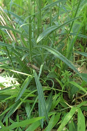 Campanula persicifolia \ Pfirsichbl�ttrige Glockenblume / Peachleaf Bellflower, D Schriesheim 19.5.2020