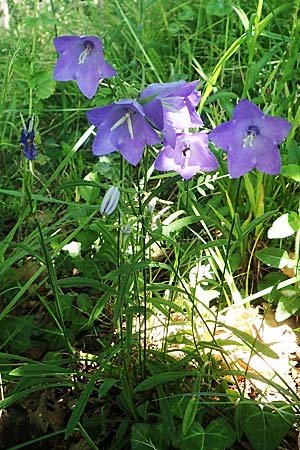 Campanula persicifolia \ Pfirsichbl�ttrige Glockenblume / Peachleaf Bellflower, D Schriesheim 19.5.2020