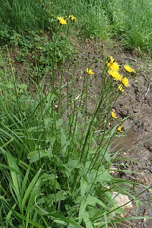 Crepis paludosa \ Sumpf-Pippau / Marsh Hawk's-Beard, D Neuleiningen 25.5.2020