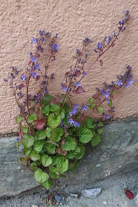 Campanula poscharskyana \ Kriechende Stern-Glockenblume, H�ngepolster-Glockenblume / Serbian Bellflower, D Speyer 31.5.2020
