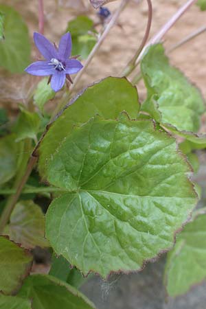 Campanula poscharskyana \ Kriechende Stern-Glockenblume, H�ngepolster-Glockenblume / Serbian Bellflower, D Speyer 31.5.2020