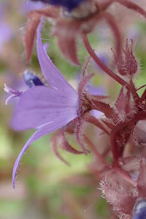 Campanula poscharskyana \ Kriechende Stern-Glockenblume, H�ngepolster-Glockenblume / Serbian Bellflower, D Speyer 31.5.2020