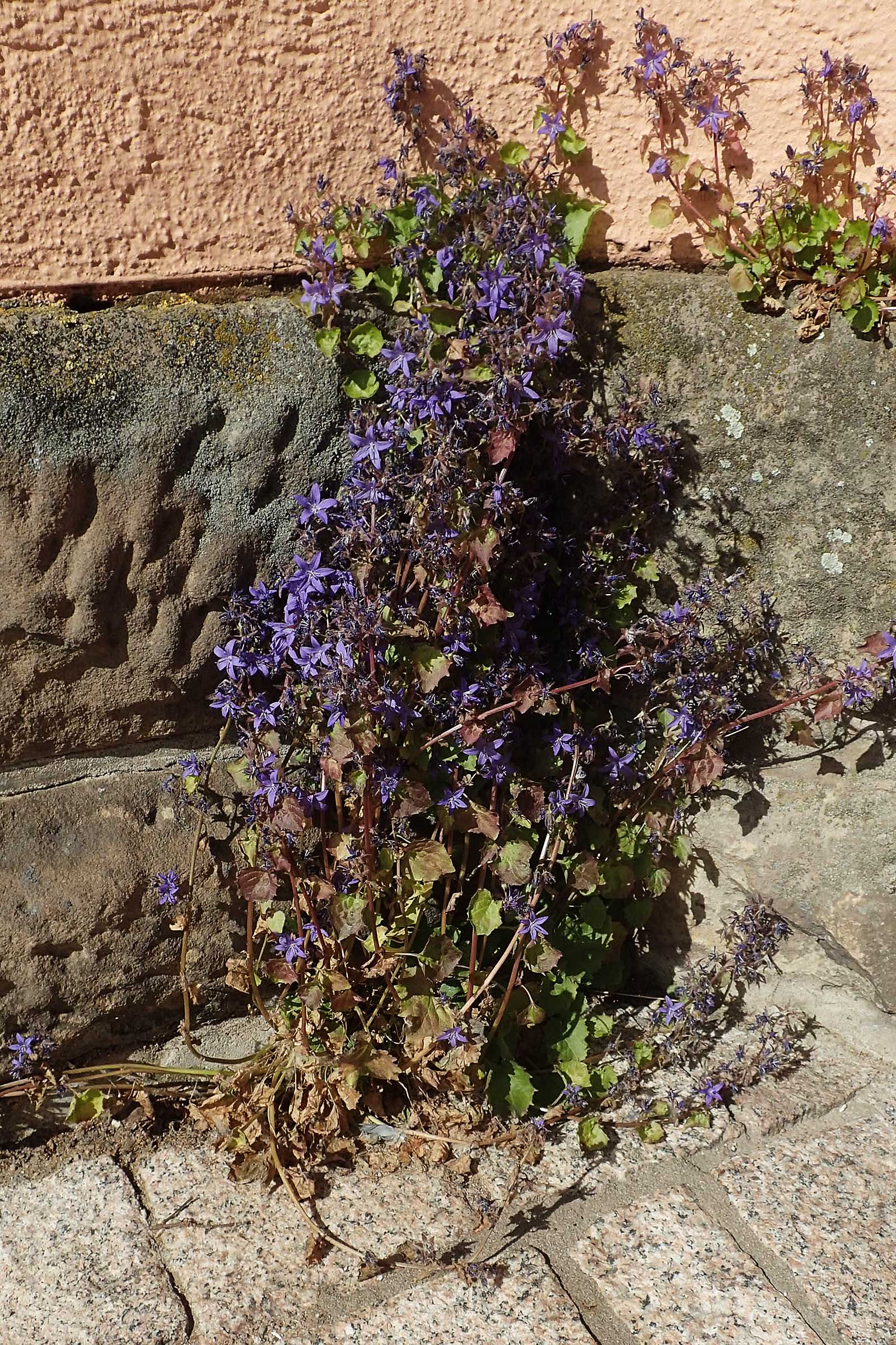 Campanula poscharskyana \ Kriechende Stern-Glockenblume, H�ngepolster-Glockenblume / Serbian Bellflower, D Speyer 31.5.2020