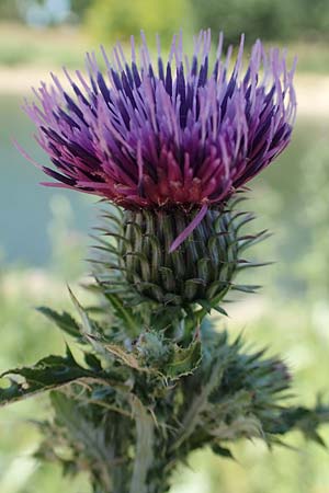 Cirsium palustre \ Sumpf-Kratzdistel / Marsh Thistle, D Mannheim 1.6.2020