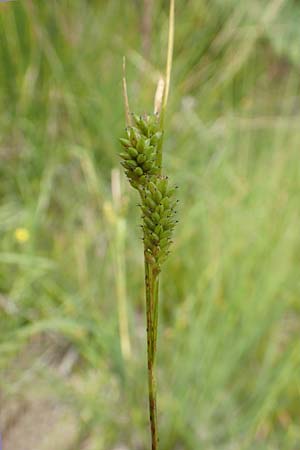 Carex pallescens \ Bleiche Segge / Pale Sedge, D Hunsr&uuml;ck, B&ouml;rfink 18.7.2020