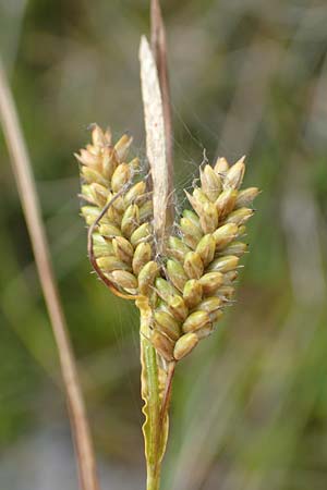 Carex pallescens \ Bleiche Segge / Pale Sedge, D Hunsr&uuml;ck, B&ouml;rfink 18.7.2020