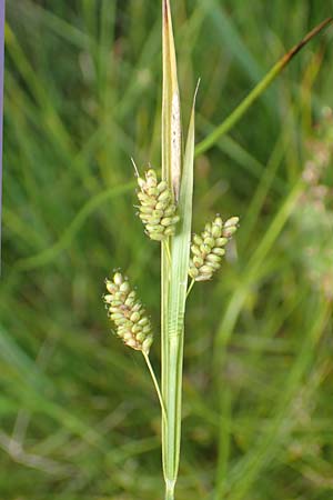 Carex pallescens \ Bleiche Segge / Pale Sedge, D Hunsr&uuml;ck, B&ouml;rfink 18.7.2020