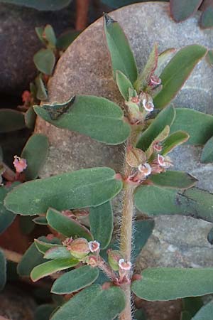 Chamaesyce prostrata \ Hingestreckte Wolfsmilch / Trailing Red Spurge, Prostrate Spurge, D Mannheim 23.8.2020