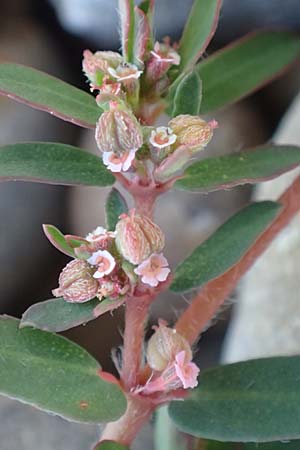 Chamaesyce prostrata \ Hingestreckte Wolfsmilch / Trailing Red Spurge, Prostrate Spurge, D Mannheim 23.8.2020