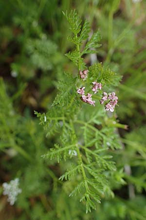 Caucalis platycarpos \ M�hren-Haftdolde / Small Bur Parsley, D Neuleiningen 28.5.2021
