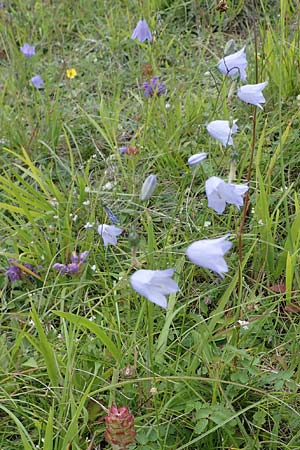 Campanula rotundifolia \ Rundbl�ttrige Glockenblume / Harebell, D Neuleiningen 6.8.2021