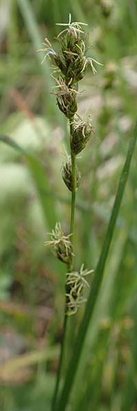 Carex polyphylla \ Unterbrochen�hrige Segge / Berkeley Sedge, Grassland Sedge, D Bensheim 29.4.2022