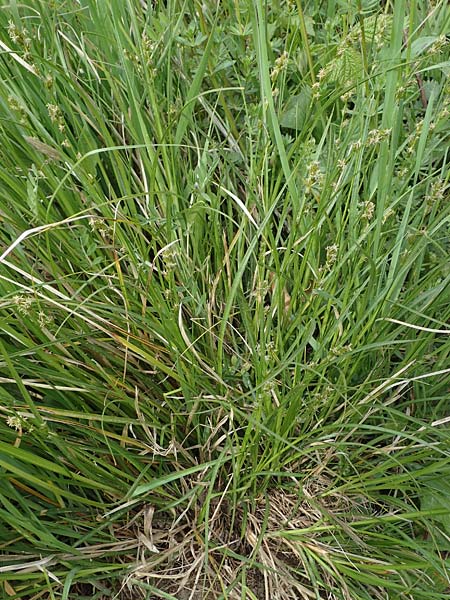 Carex polyphylla \ Unterbrochen�hrige Segge / Berkeley Sedge, Grassland Sedge, D Bensheim 29.4.2022