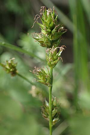Carex polyphylla \ Unterbrochen�hrige Segge / Berkeley Sedge, Grassland Sedge, D Bensheim 29.4.2022