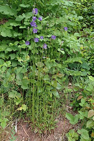 Campanula persicifolia \ Pfirsichbl�ttrige Glockenblume / Peachleaf Bellflower, D Erlenbach am Main 28.5.2022