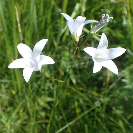 Campanula patula \ Wiesen-Glockenblume / Spreading Bellflower, D Th&uuml;ringen, Erfurt 13.6.2022