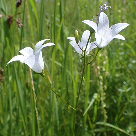 Campanula patula \ Wiesen-Glockenblume / Spreading Bellflower, D Th&uuml;ringen, Erfurt 13.6.2022