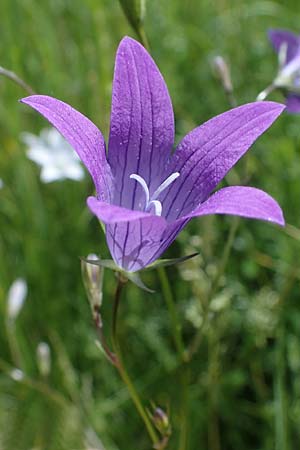 Campanula patula \ Wiesen-Glockenblume / Spreading Bellflower, D Th&uuml;ringen, Erfurt 13.6.2022