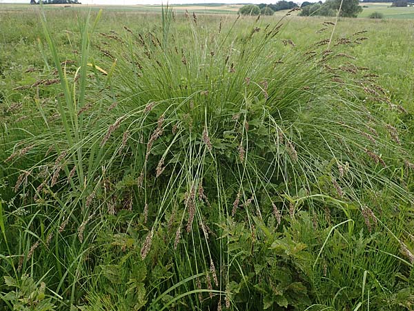 Carex paniculata \ Rispen-Segge / Greater Tussock Sedge, D Stadtallendorf 21.6.2022