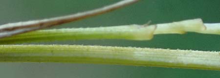 Carex pendula s.str. \ Westliche H�nge-Segge / Western Pendulous Sedge, Western Hanging Sedge, D Hemsbach 20.7.2022