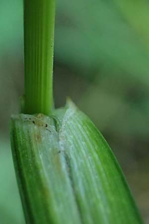 Carex pendula s.str. \ Westliche H�nge-Segge / Western Pendulous Sedge, Western Hanging Sedge, D Hemsbach 20.7.2022