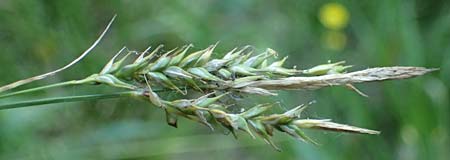 Carex pendula s.str. \ Westliche H�nge-Segge / Western Pendulous Sedge, Western Hanging Sedge, D Hemsbach 20.7.2022